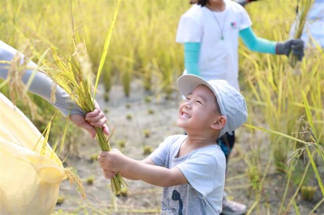 樹仔下,2026割稻體驗(小孩or成人)